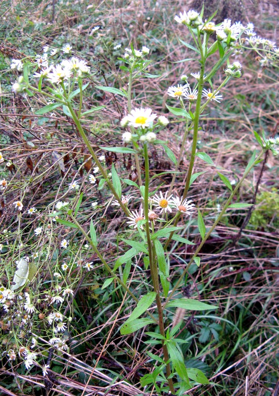 Erigeron annuus?